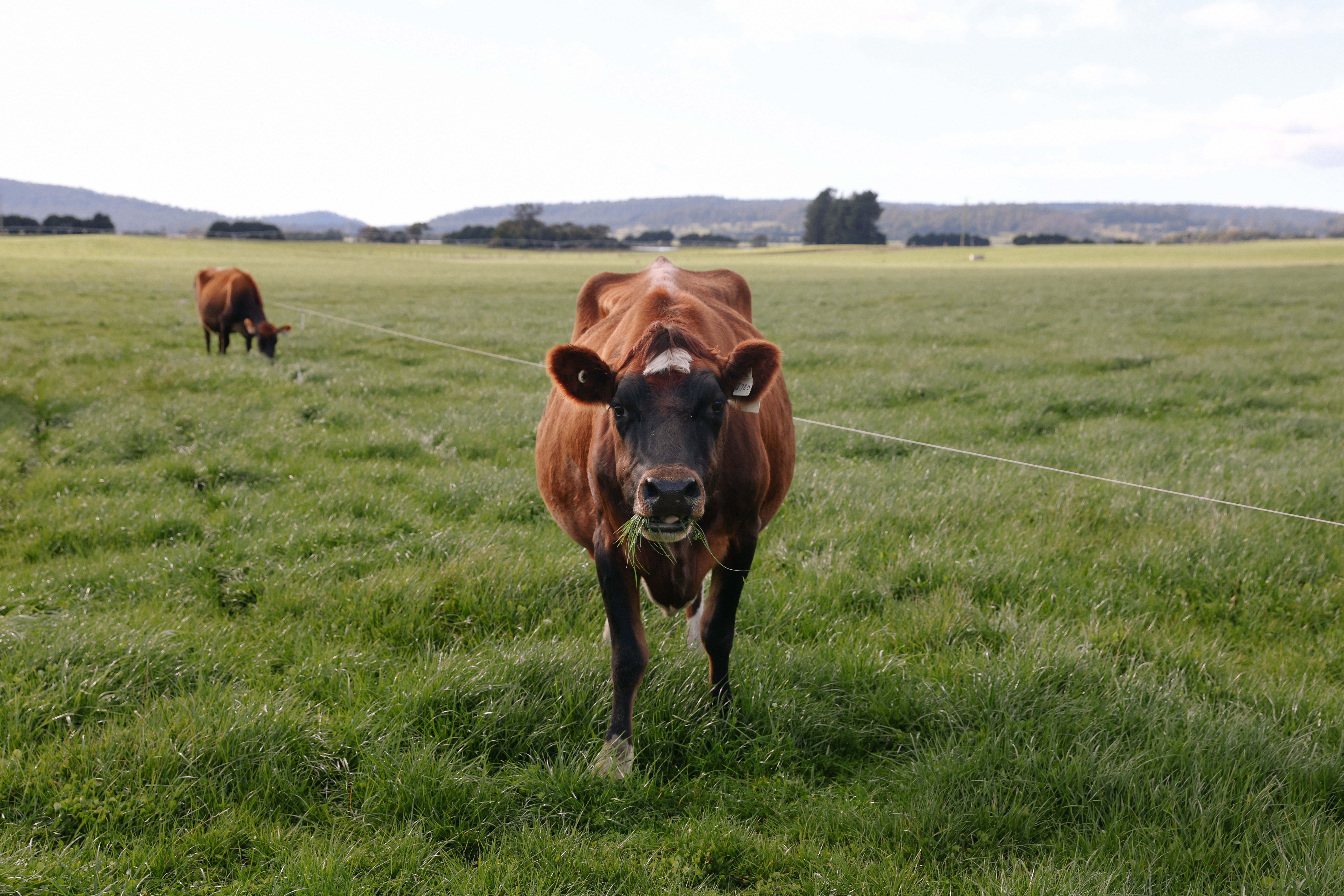 cow