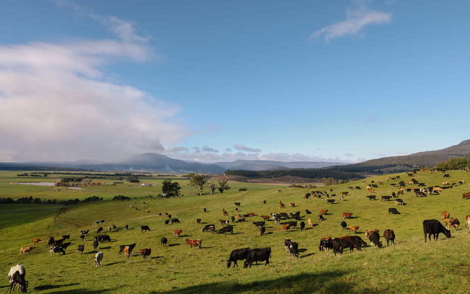 Cows in pasture