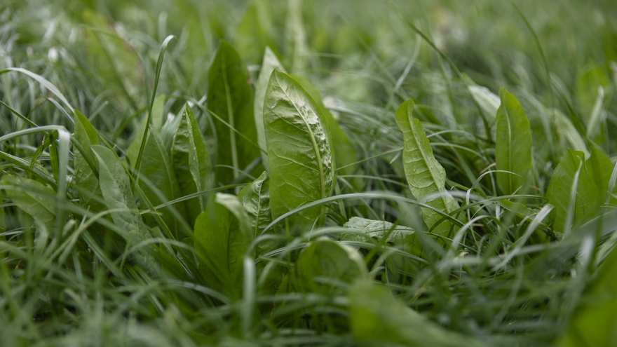 Pasture close up