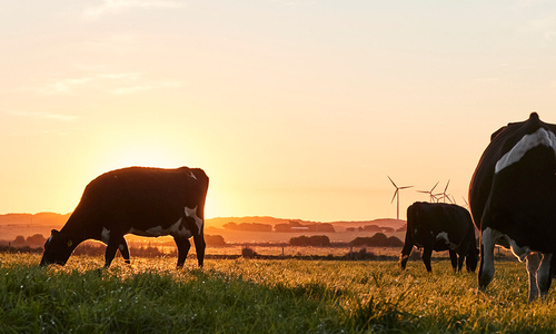 Cows grazing in a paddock with wind turbines shown on the horizon.
