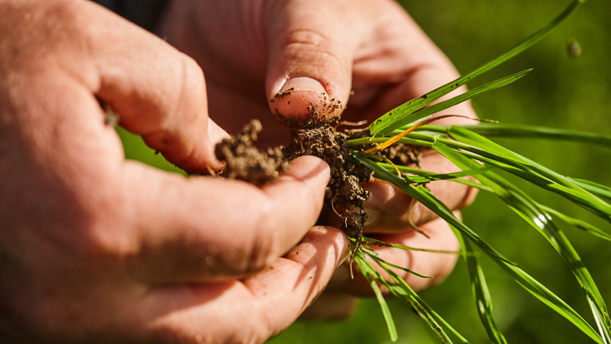 Close up of grass and soil - Murray Victoria
