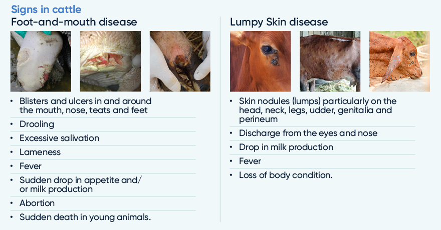 Signs of diseases in cattle