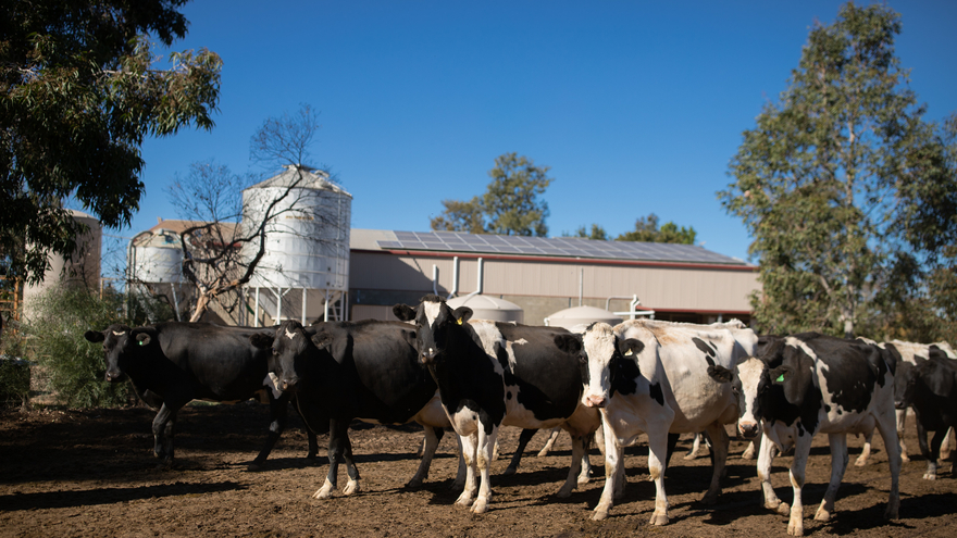Cows near the dairy