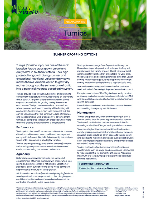Turnips feedplanning summer cropping options factsheet thumbnail