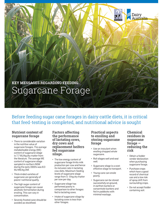 Sugar cane fodder factsheet thumbnail