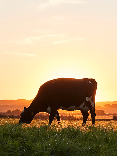 Cows grazing in a paddock with wind turbines shown on the horizon.