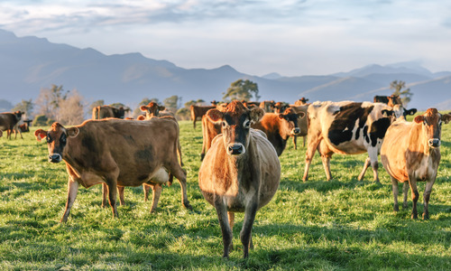 Life as a Dairy Cow