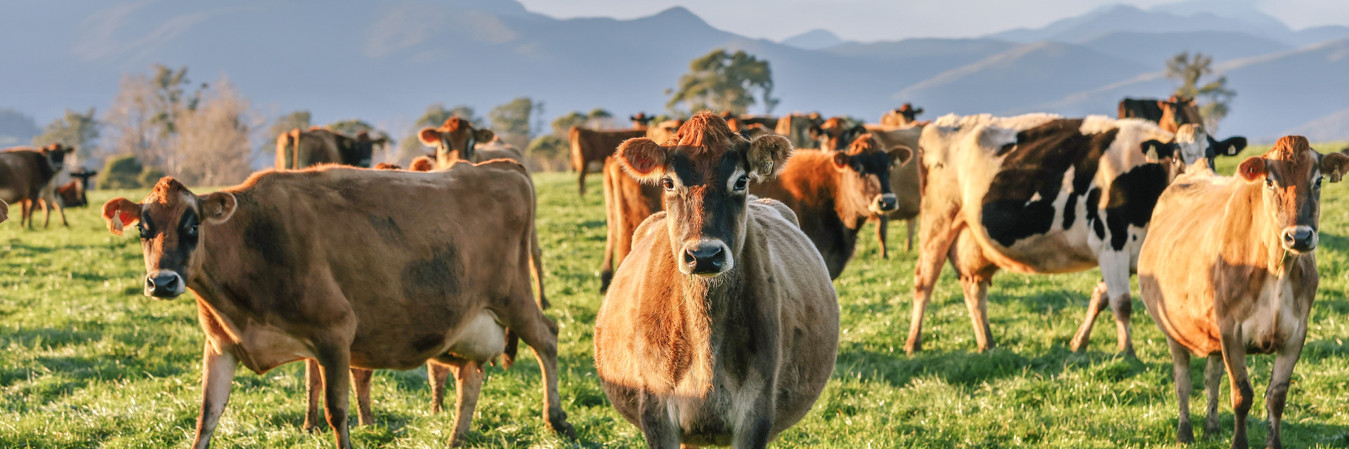 Life as a Dairy Cow
