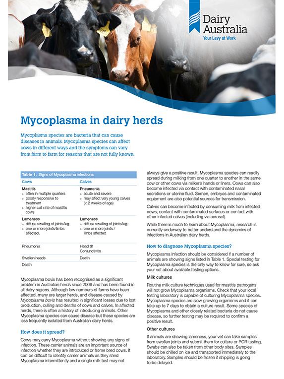 Mycoplasma prevention in dairy herds Factsheet thumbnail