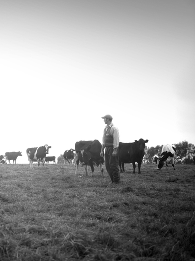 History of dairy_banner image.jpg