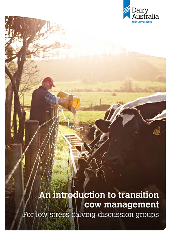 An introduction to transition cow management thumbnail