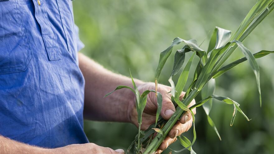Forage Crop Protection