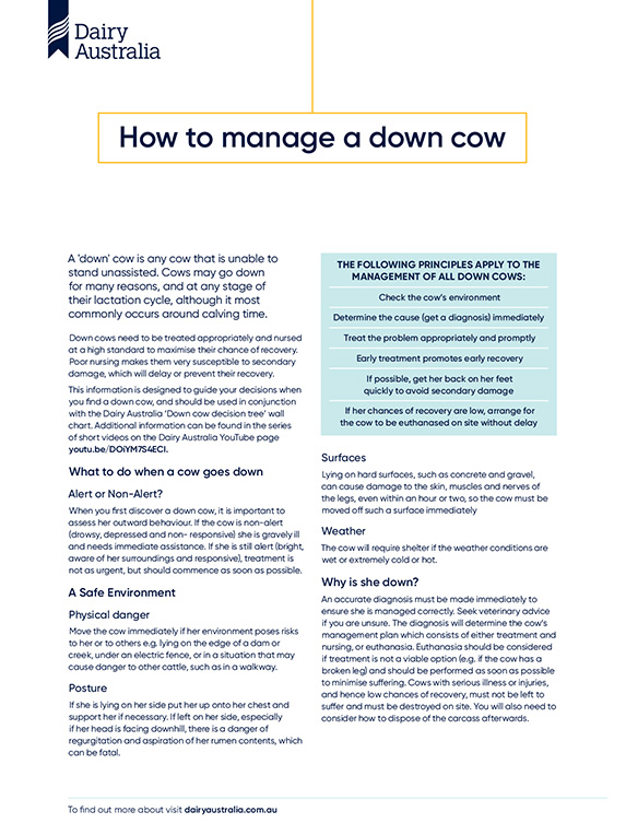 How to manage a down cow factsheet thumbnail