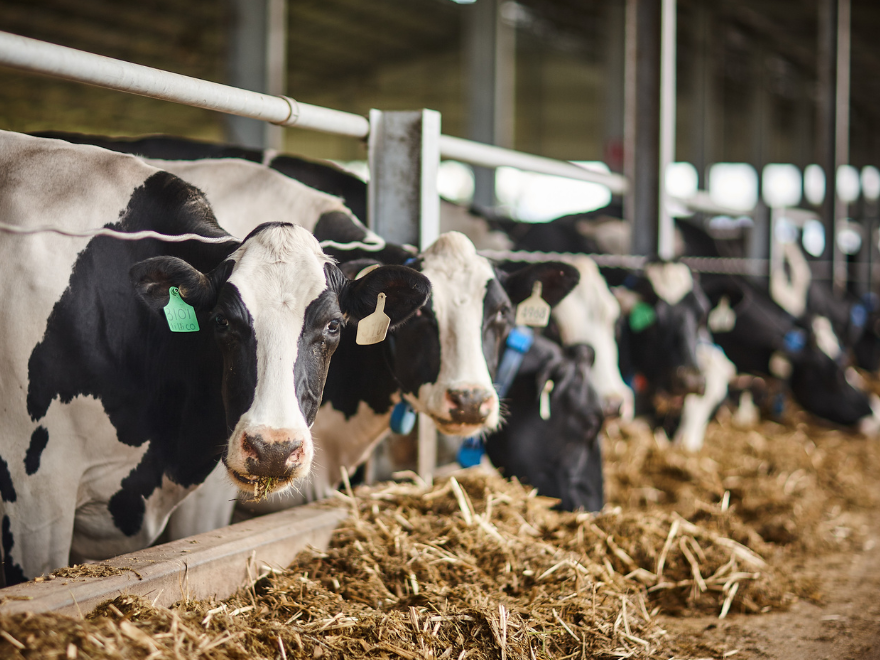 Cows, feed, feedbase, nutrition, farm, feeding