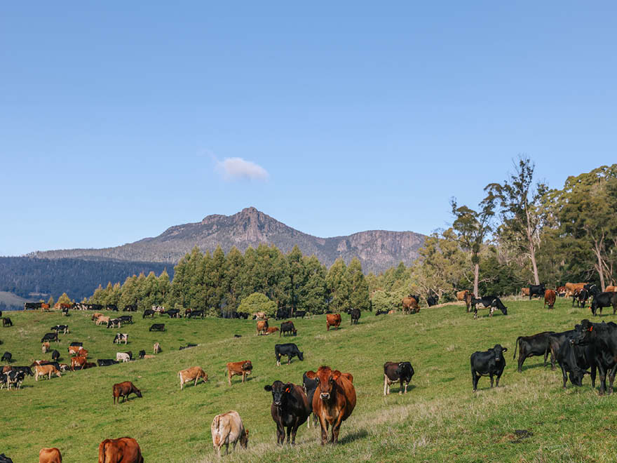 Cows, Awards Dinner