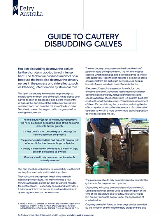 Guide to cautery disbudding calves thumbnail