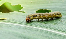fall armyworms
