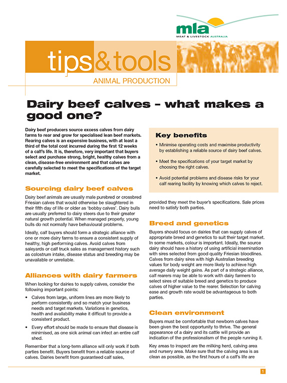 dairy beef calves what makes a good one thumbnail