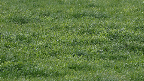 Looking after your pastures web article image.png