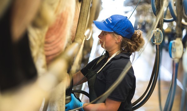 Milking