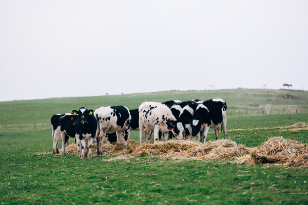 Cows feeding