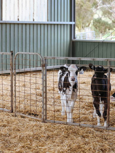 5779.5 Caring for Animals on Dairy Farms.jpg