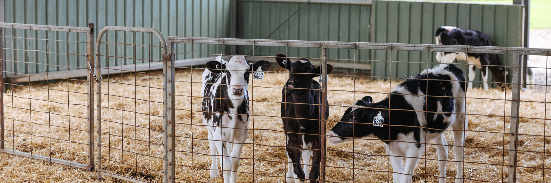 5779.5 Caring for Animals on Dairy Farms.jpg