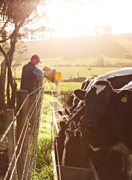 Cows in sun