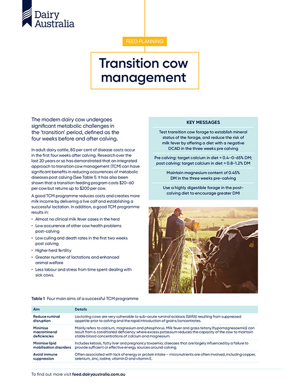 transition cow management feedplanning factsheet thumbnail