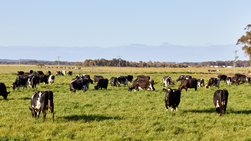 Western Dairy website component image.png