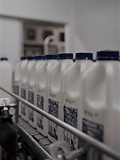 milk production