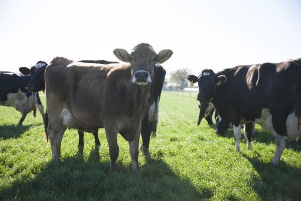 Cows in paddock