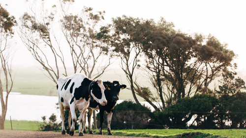 Cows on a laneway_131653-4