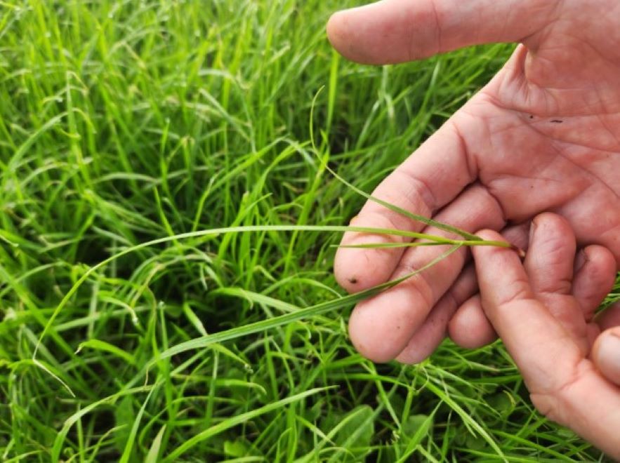 ryegrass