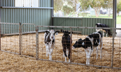 5779.5 Caring for Animals on Dairy Farms.jpg