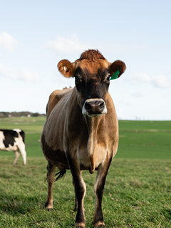 Australian Dairy Plan Report Thumbnail