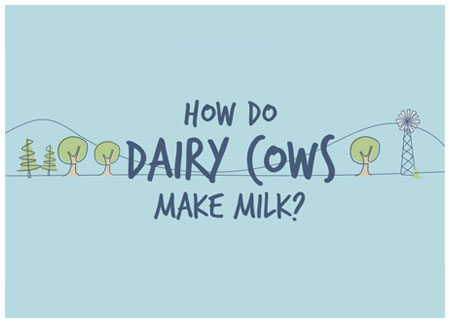 How Do Dairy Cows Make Milk with border.jpg