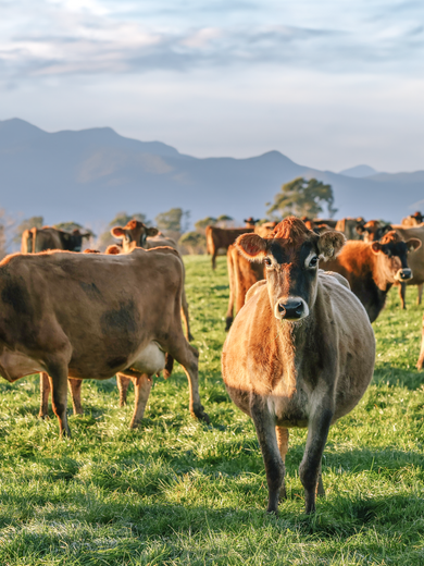 Life as a Dairy Cow