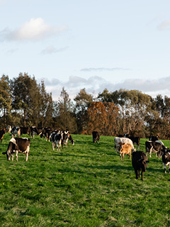 Dairying for tomorrow report thumbnail