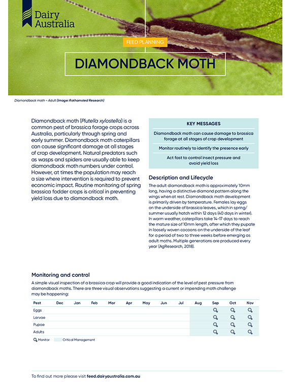 Diamondback moth factsheet thumbnail