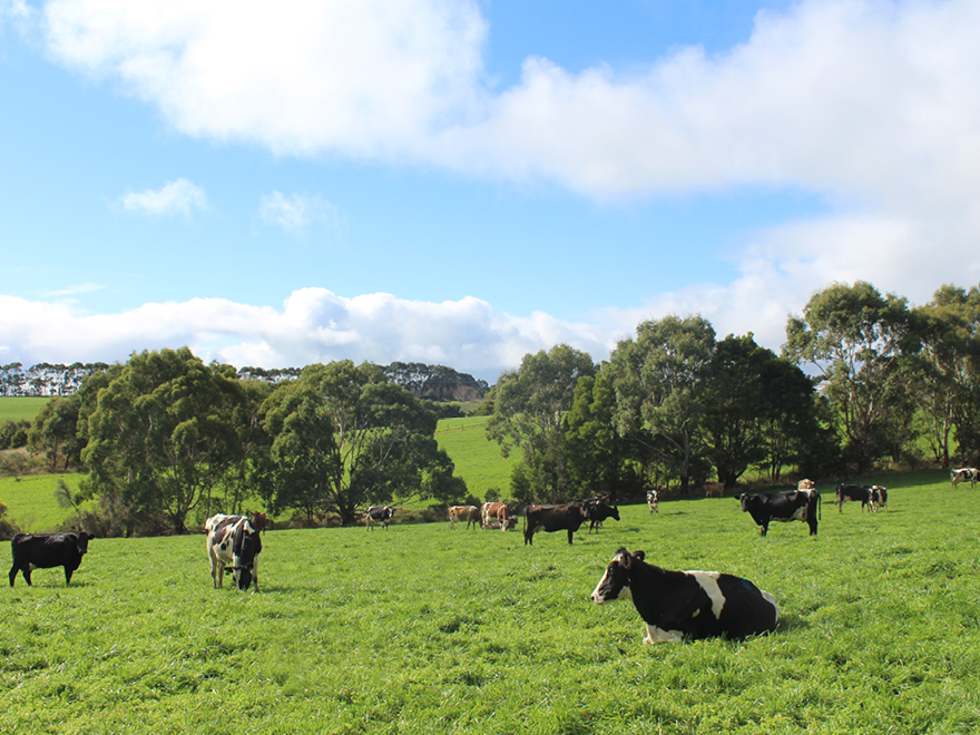 Cows, paddock, cloudy day