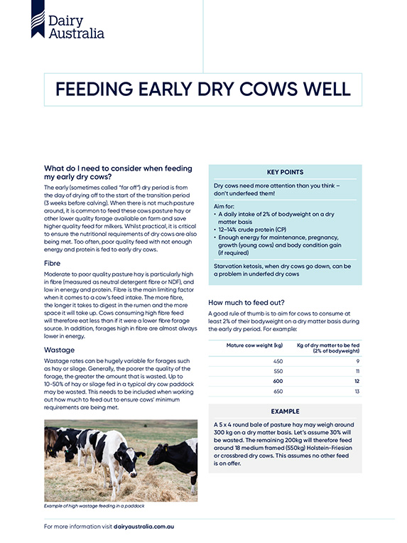 Feeding early dry cows well thumbnail