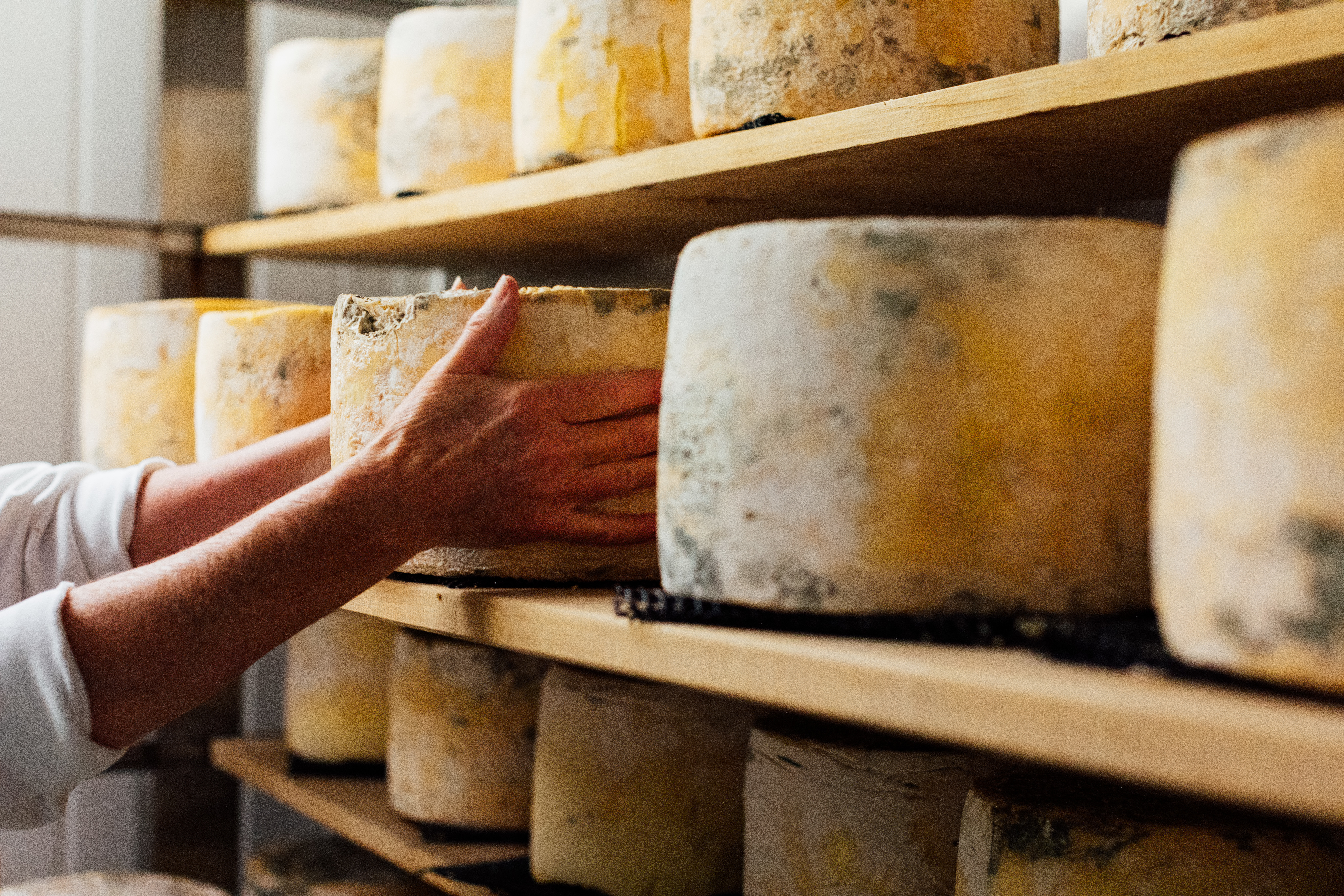 cheese