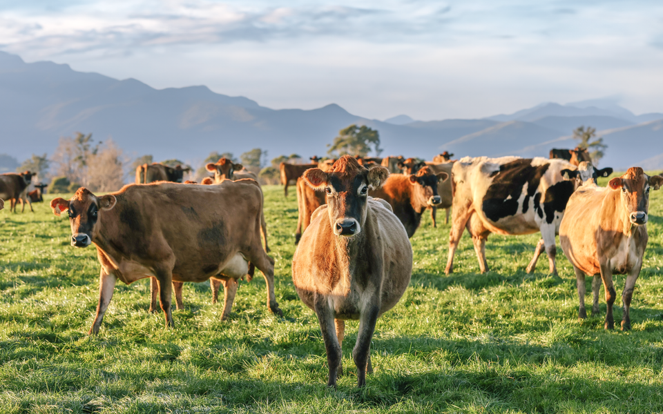 Life as a Dairy Cow