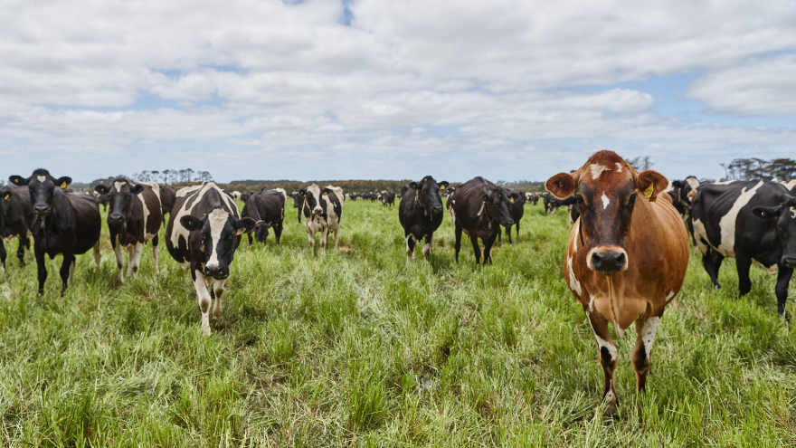 DairySA website component image.png