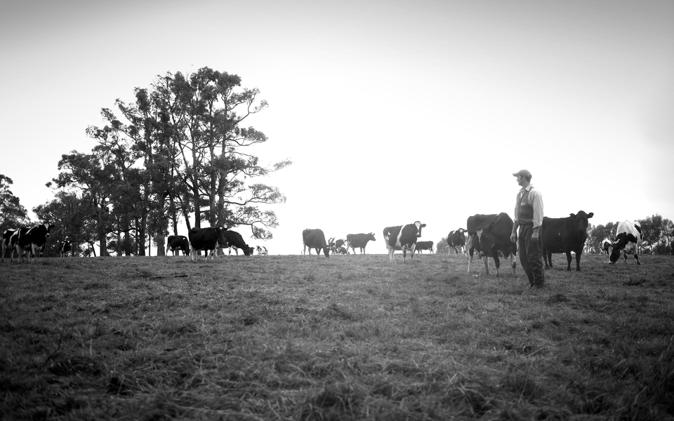 History of dairy_banner image.jpg