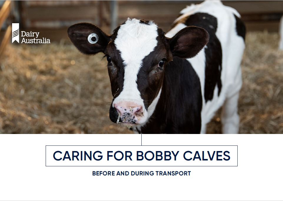 Caring for bobby calf welfare before and during transport thumbnail