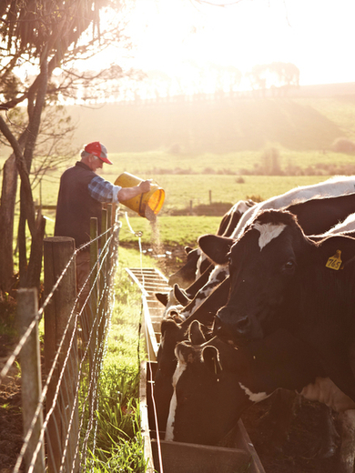 Cows in sun