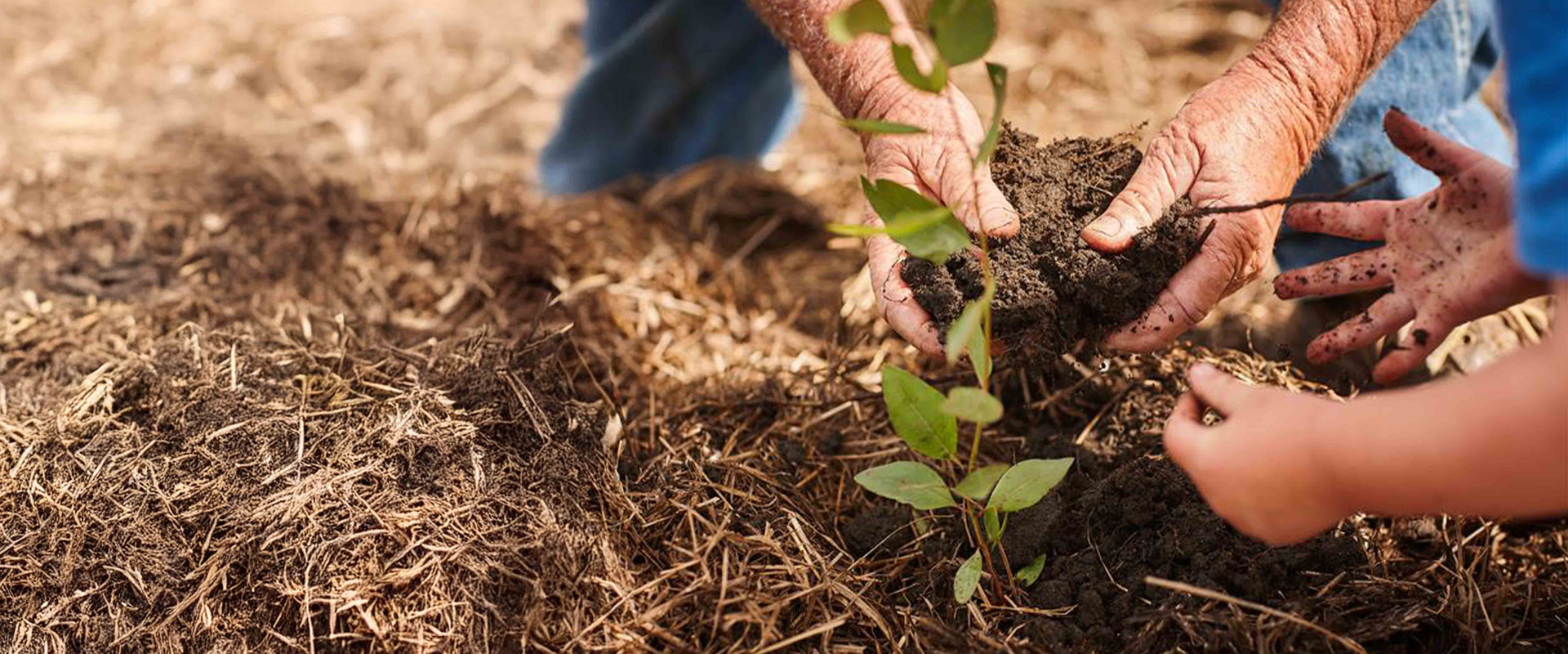 Sustainability header banner image.jpg