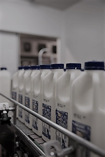 milk production